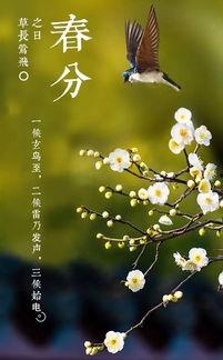 春分有雨在线观看,在线观看春分雨景，感受自然之美  第3张